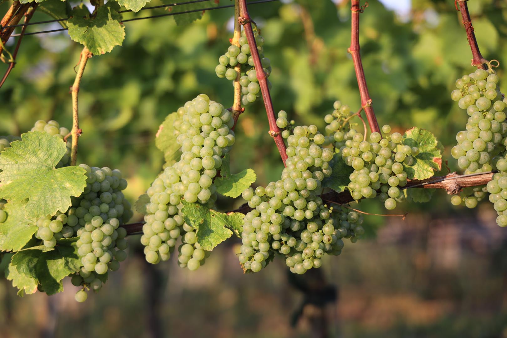 Wie das Bier gehört der Frankenwein auch zu Bayern